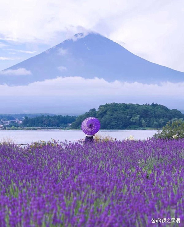 千层金配资 富士山下河口湖，中国商人入籍日本之梦破碎